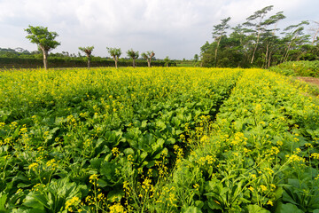 Fototapeta na wymiar Green leaf mustard in growth at vegetable