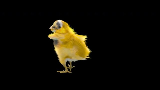 Chick Dancing CG fur. 3d rendering, animal realistic CGI VFX, Animation Loop, composition 3d mapping cartoon, Included in the end of the clip with Alpha matte.