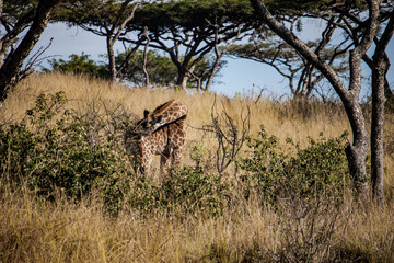 a grazing giraffe in Amathola