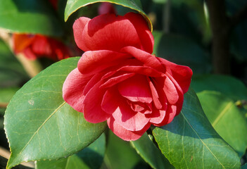 camélia du Japon, Camellia Japonica, variete Margherita coleon