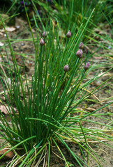 Ciboulette, Allium schoenoprasum