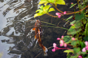 Koi Karpfen