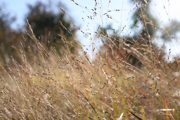 grass in the wind