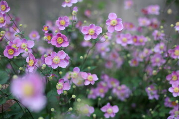 flowers in the garden