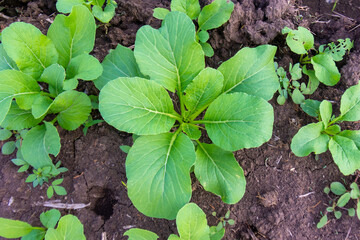 Green leaf mustard in growth at vegetable
