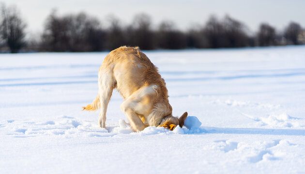Lovely young golden retriever dog digging under clear snow