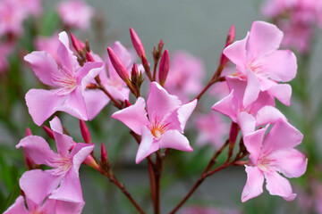 Close-up of pink oleander flowers