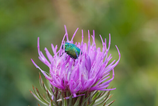 DistelartenBilder StockFotos & Videos. Adobe Stock