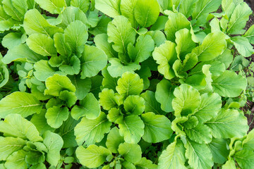 Green leaf mustard in growth at vegetable