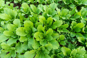 Green leaf mustard in growth at vegetable