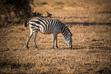 The zebra grazes in the wild African savannah - Amboseli National Park