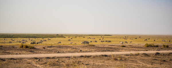 A huge number of animals in the wild African savannah plain in Amboseli National Park