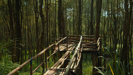 green forest with lots of tall trees with coarse bark and daylight breaking through foliage with bridge - Powered by Adobe