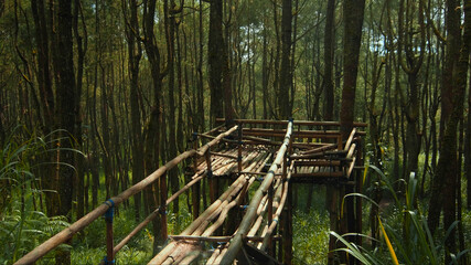 green forest with lots of tall trees with coarse bark and daylight breaking through foliage with bridge