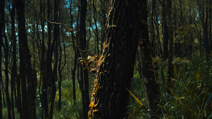 green forest with lots of tall trees with coarse bark and daylight breaking through foliagegreen forest with lots of tall trees with coarse bark and daylight breaking through foliage