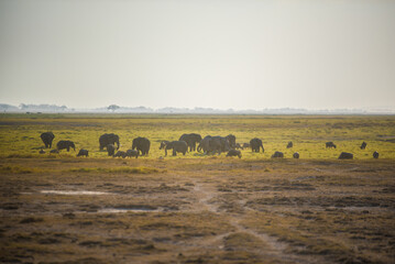 Fototapeta na wymiar A herd of African elephants and buffalos in the wetlands of the wild African savannah in Amboseli National Park