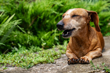 Funny dachshund smiling while lying in the summer sun.