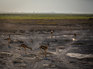 A herd of antelopes in the wild savannah of Amboseli National Park