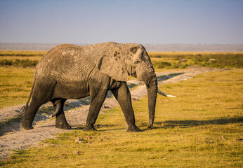 Fototapeta na wymiar A huge elephant crosses a road in the savannah of Kenya