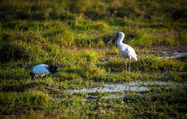 Birds in wild African wetlands in Amboseli National Park