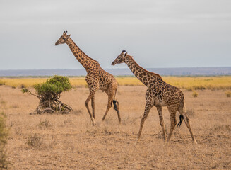 Two giraffes roam the wild African savannah in Amboseli National Park