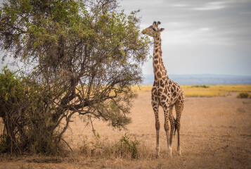 A giraffe eats acacia leaves in the wild African savannah in Amboseli National Park