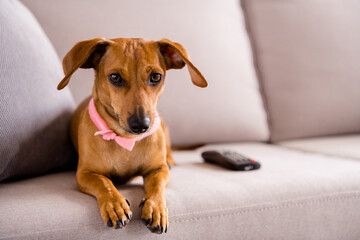 Portrait of nice little cute brown doggy sitting on divan resting waiting friend at home house flat indoors