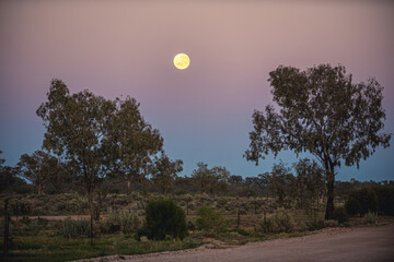 moon and trees