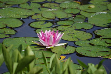 Pinke Seerose im Teich