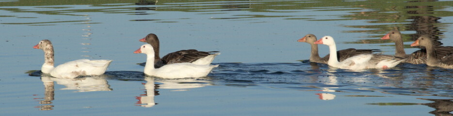 A flock of ducks swimming on a quiet lake