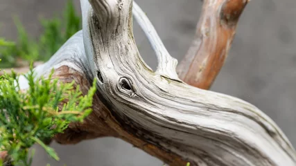 Schilderijen op glas Nature Abstract – Naturally Weathered Wood of a Mature Bonsai Tree © rck