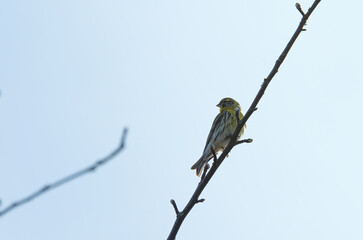 Vogel auf Ast
