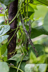 Rattlesnake beans  vining on a tree