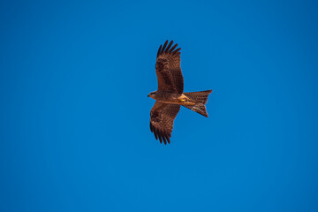 eagle in flight