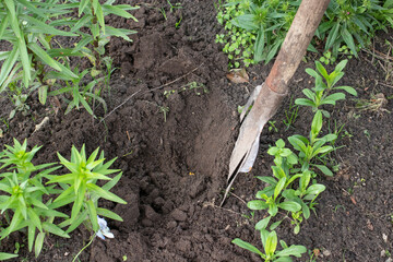 digging in the garden with a shovel