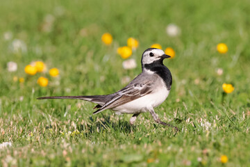 Portrait of white Wagtaile motacilla alba walking in gras and flowers