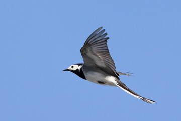 Portrait of White Wagtail motacilla alba flying over blue sky