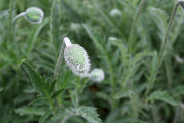 Unblown poppy bud. Dew drops on a poppy.