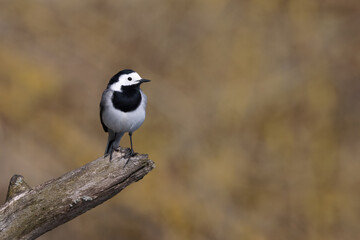 White Wagtail motacilla alba perched on tree branch