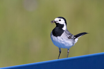 Portrait of white Wagtail motacilla alba walking in gras