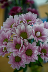 Obraz premium pink chrysanthemum flowers