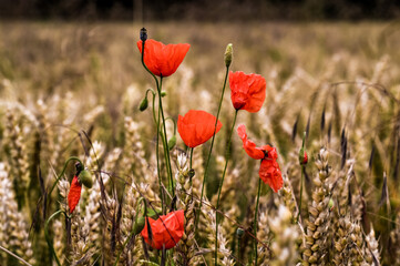 Fototapeta premium Poppies in a field full of grain