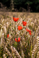 Fototapeta premium Poppies in a field full of grain
