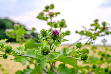 close up of flowers