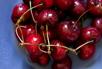  Wet organic red cherries on the blue plate close up macro