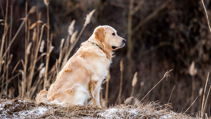 Beautiful portrait of golden retriever dog sitting outdoors in early spring time with blurred background and looking back. Cute doggy labrador at the nature outside