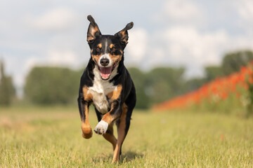 dog is running with floppy ears, appenzeller sennenhund