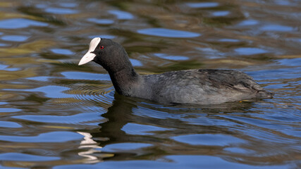 Portrait of eurasian coot Fulica atra swimming in water
