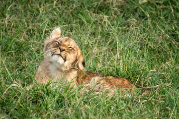 Naklejka na ściany i meble You lion cub, panthera leo, shakes his head. He is lying in the long grass of the Masai Mara