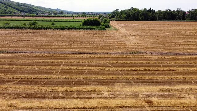 Drone aerial view of a wheat field with hay bales to dry - agriculture and wheat harvesting